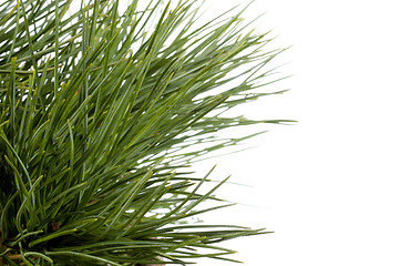 Image showing Isolated pine branch