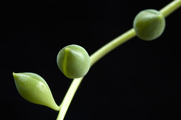 Image showing succulent