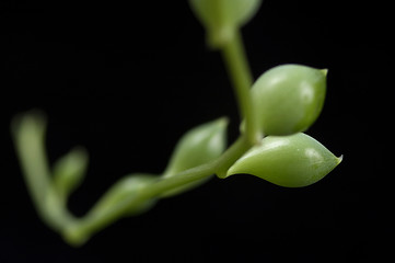 Image showing succulent