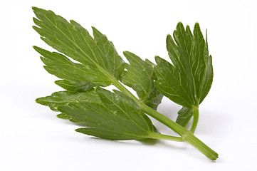 Image showing 
fresh lovage isolated on the white background