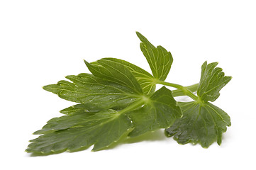 Image showing 
fresh lovage isolated on the white background