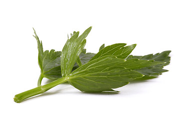 Image showing 
fresh lovage isolated on the white background