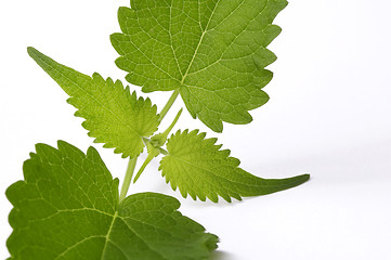 Image showing fresh mexican mint