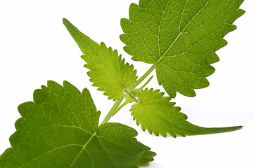 Image showing fresh mexican mint