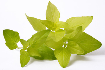 Image showing fresh oregano isolated on the white background