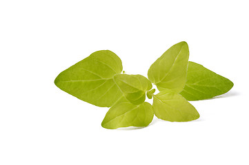 Image showing fresh oregano isolated on the white background