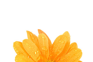 Image showing orange flower