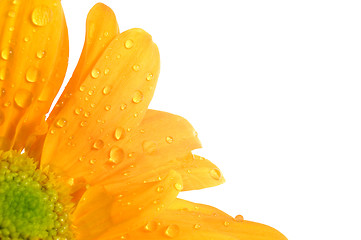 Image showing orange flower