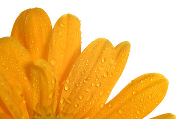 Image showing orange flower