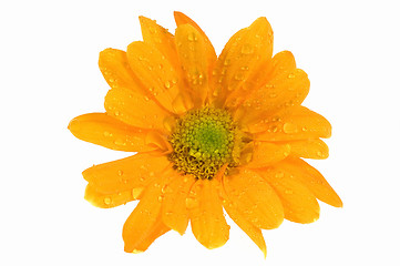 Image showing orange flower