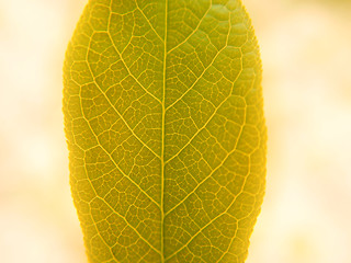 Image showing Stylish leaf 1