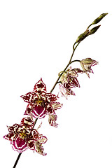 Image showing oriental orchid