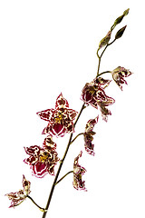 Image showing oriental orchid