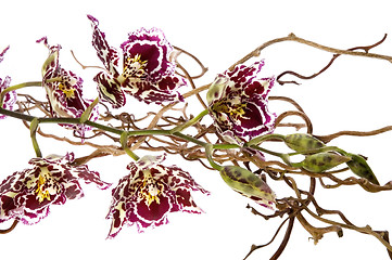 Image showing oriental orchid