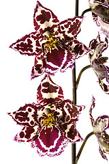 Image showing oriental orchid