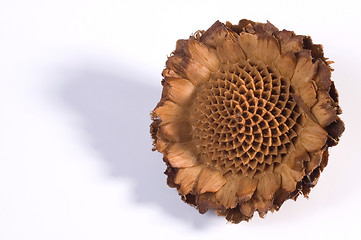 Image showing dry flower