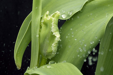 Image showing rain and tulip