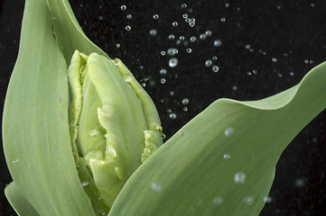 Image showing rain and tulip