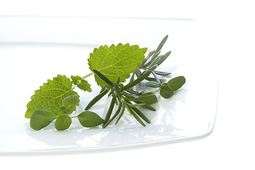 Image showing fresh herbs. rosemary and lemon balm