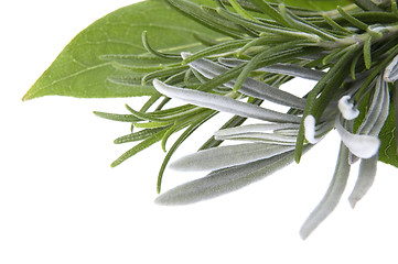 Image showing fresh herbs. bay leaves, lavender, rosemary