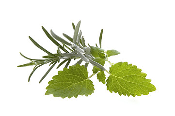 Image showing fresh herbs. rosemary and lemon balm