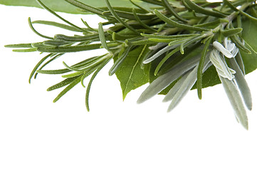 Image showing fresh herbs. bay leaves, lavender, rosemary