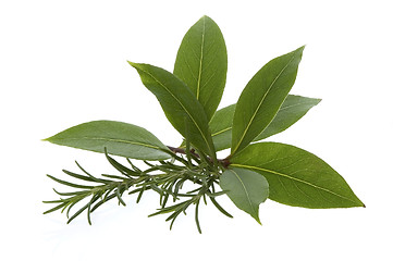 Image showing fresh herbs. bay leaves, lavender, rosemary