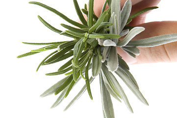 Image showing fresh herbs. rosemary and lavender