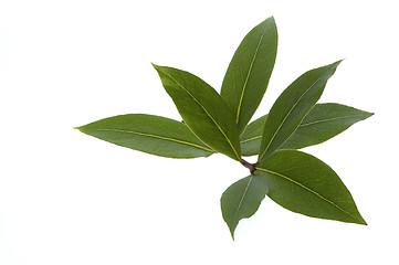 Image showing fresh herbs. bay leaves