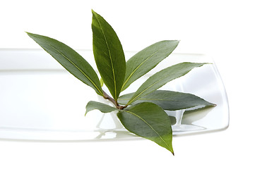 Image showing fresh herbs. bay leaves