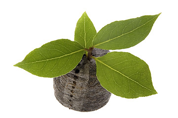 Image showing fresh herbs. bay leaves