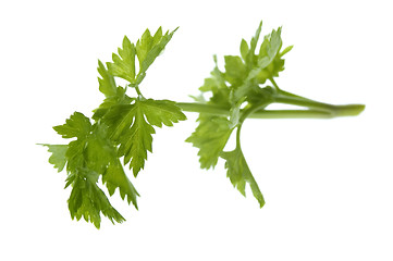 Image showing fresh herbs. parsley