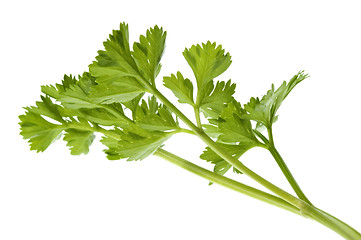 Image showing fresh herbs. parsley