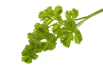 Image showing fresh herbs. parsley
