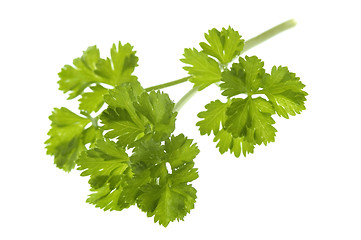 Image showing fresh herbs. parsley