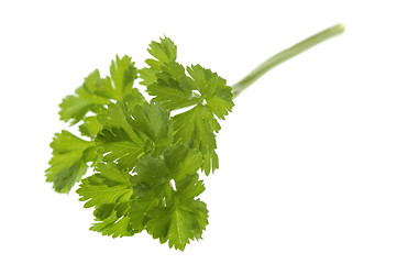 Image showing fresh herbs. parsley