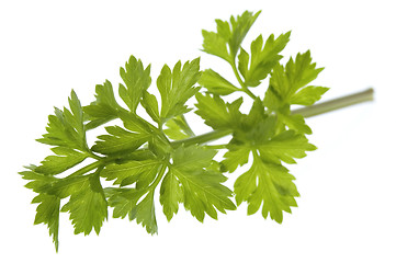 Image showing fresh herbs. parsley