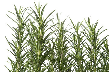 Image showing fresh herbs and spices. isolated on the white background