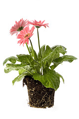Image showing spring flowers with root system