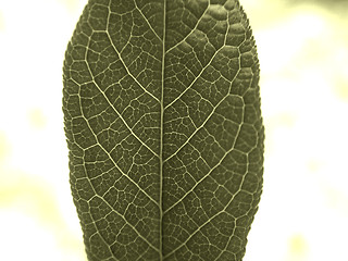 Image showing Stylish leaf