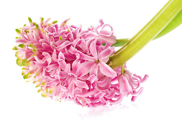 Image showing pink hyacinth isolated on the white background