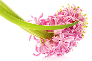 Image showing pink hyacinth isolated on the white background