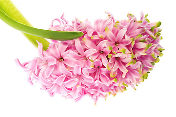 Image showing pink hyacinth isolated on the white background