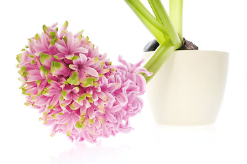 Image showing pink hyacinth isolated on the white background