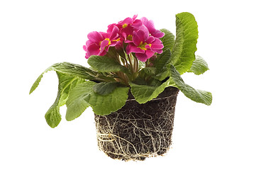 Image showing spring flowers with root system