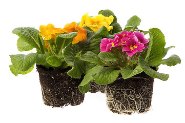 Image showing spring flowers with root system