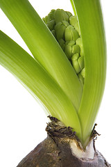 Image showing hyacinth with soil and root system isolated on the white backgro
