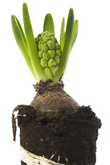 Image showing hyacinth with soil and root system isolated on the white backgro