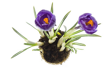 Image showing spring flowers with root system