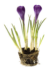 Image showing spring flowers with root system